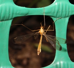 Hylobittacus apicalis