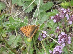 Boloria napaea