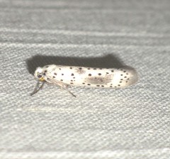 Yponomeuta irrorellus