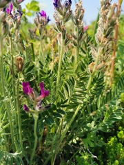Oxytropis erecta