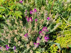 Oxytropis erecta