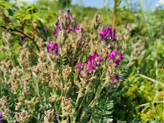 Oxytropis erecta