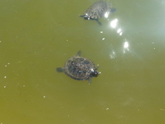 Trachemys scripta