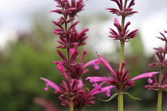 Agastache mexicana