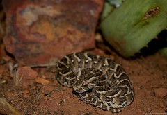 Bitis arietans arietans