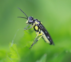 Rhogogaster picta