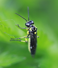 Rhogogaster picta