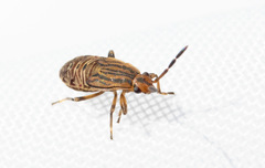 Peritrechus geniculatus