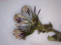 Senecio agapetes