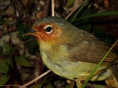 Zosterornis whiteheadi