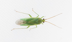 Orthotylus marginalis