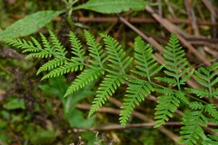 Pteris tremula