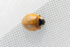 Adalia bipunctata