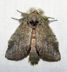 Cecrita biundata