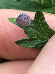 Rhopalomyia yomogicola