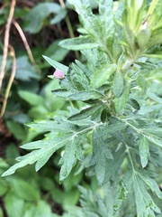 Rhopalomyia yomogicola