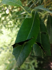 Cerura