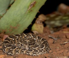 Bitis arietans arietans