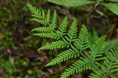 Pteris tremula