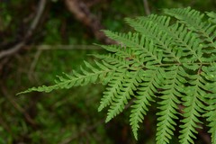Pteris tremula
