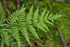 Pteris tremula