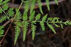 Pteris tremula