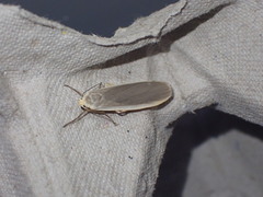 Eilema lurideola