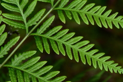 Pteris tremula