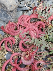 Astragalus nutzotinensis