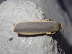 Eilema lurideola