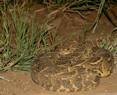 Bitis arietans arietans