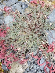 Astragalus nutzotinensis