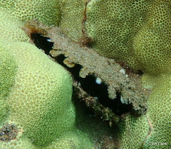 Pinctada galtsoffi