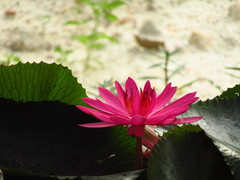Nymphaea pubescens