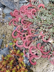 Astragalus nutzotinensis