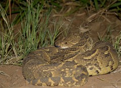 Bitis arietans arietans