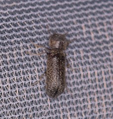 Amphicerus bicaudatus