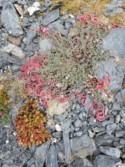 Astragalus nutzotinensis