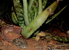 Bitis arietans arietans
