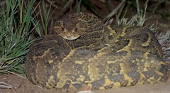 Bitis arietans arietans