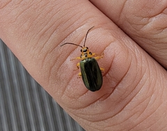 Xanthogaleruca aenescens