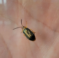 Xanthogaleruca aenescens