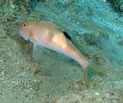 Parupeneus pleurostigma