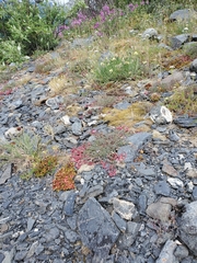 Astragalus nutzotinensis