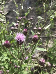 Cirsium arvense