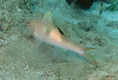 Parupeneus pleurostigma