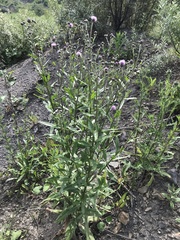 Cirsium arvense