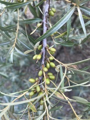 Hippophae rhamnoides