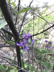 Solanum dulcamara