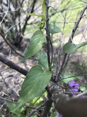 Solanum dulcamara
